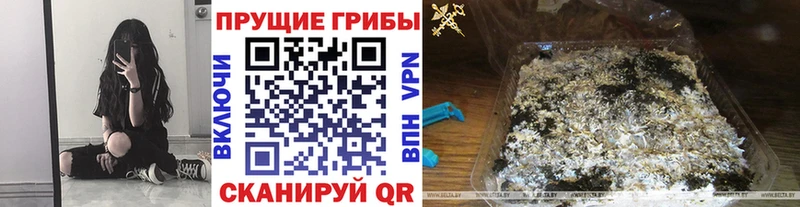 Купить закладки  Когалым  Галлюциногенные грибы Cubensis 